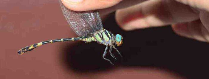 A Dragonfly named for 2 Northeastern Trailblazers