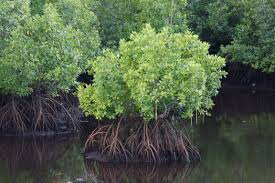 Fishermen grow mangroves in Sri Lanka