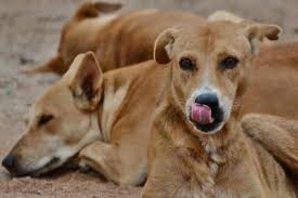 Dogs eat new-born outside Ranchi hospital, probe eyewash?