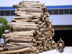 illegal timber in china