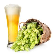 Heat hits Hops Harvest, brews Bad times for Beer !