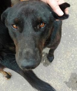 Triangular cut on the ear shows that the dog is neutered and rabies free.