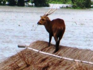 A sambar deer taking shelter on the top of a submerged hut  Kaziranga National Park 