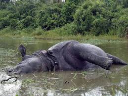 Assam’s Flood-trapped Animals