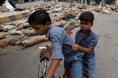 Canine corpses line streets of Karachi