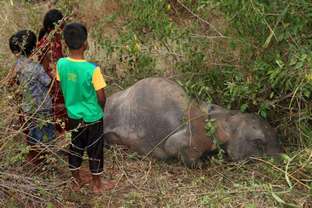 Slain elephants are hot news in Sri Lanka