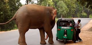 Elephant in the room? No Jumbos in Jharkhand!