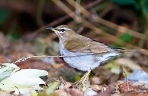 Grey-sided Thrush