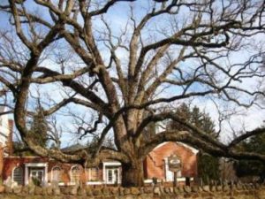 America's Oldest White Oak is dying