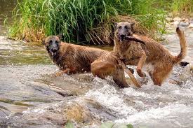 Dogs to protect Rhinos in Kaziranga