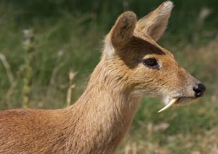 Bio diversity shrinks in Himachal