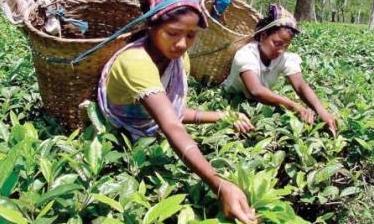 The plight of tea workers in west Bengal