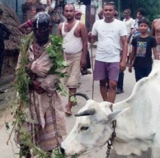 Hooligan Horror as Cow protection!