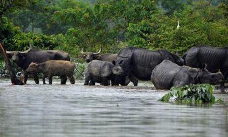 187 animals drowned, more killed fleeing Kaziranga