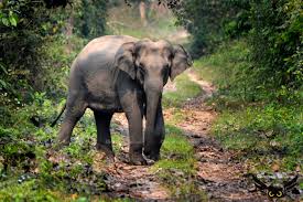 Encroachment= Man Elephant Conflict in Assam