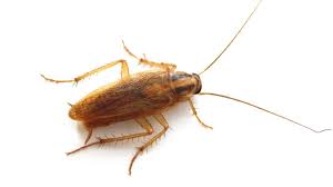 Who’s responsible for the Cockroach Invasion?