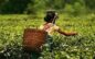 ‘Friendly fights’ may translate into a BJP win in the tea gardens of Assam