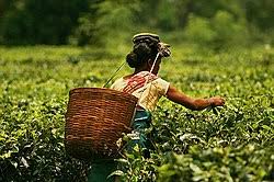 ‘Friendly fights’ may translate into a BJP win in the tea gardens of Assam